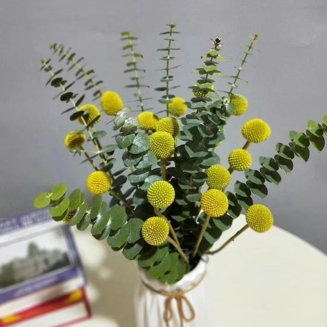 莫畔尤加利叶黄金球搭配干插水养自然风干做干花花束装饰除异味永生花