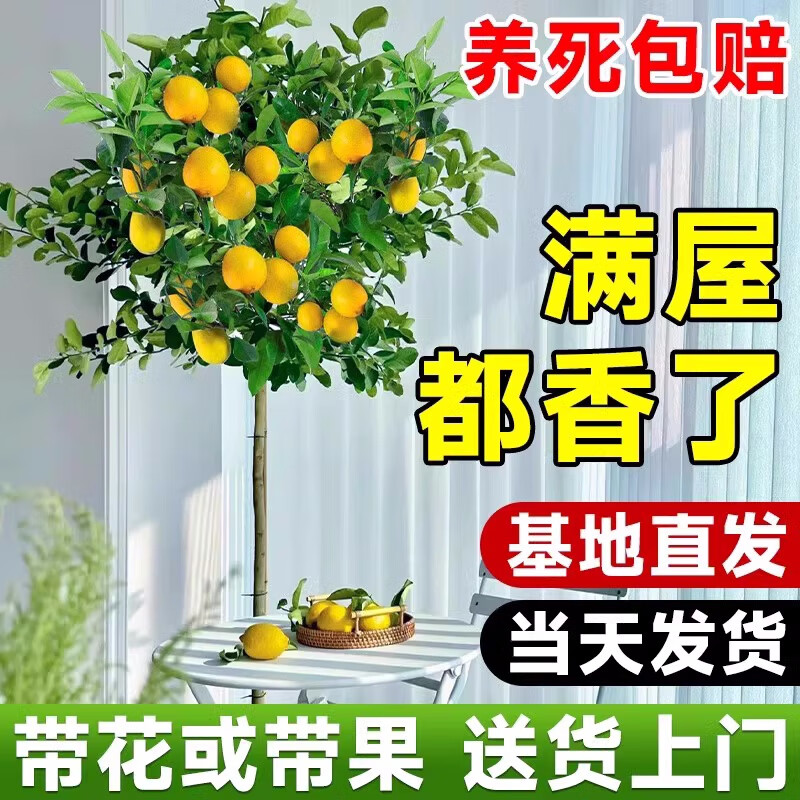 宝御安四季香水柠檬树苗盆栽可食用带果发货阳台室内客厅结果大型绿植 1.3米左右高度原盆原土