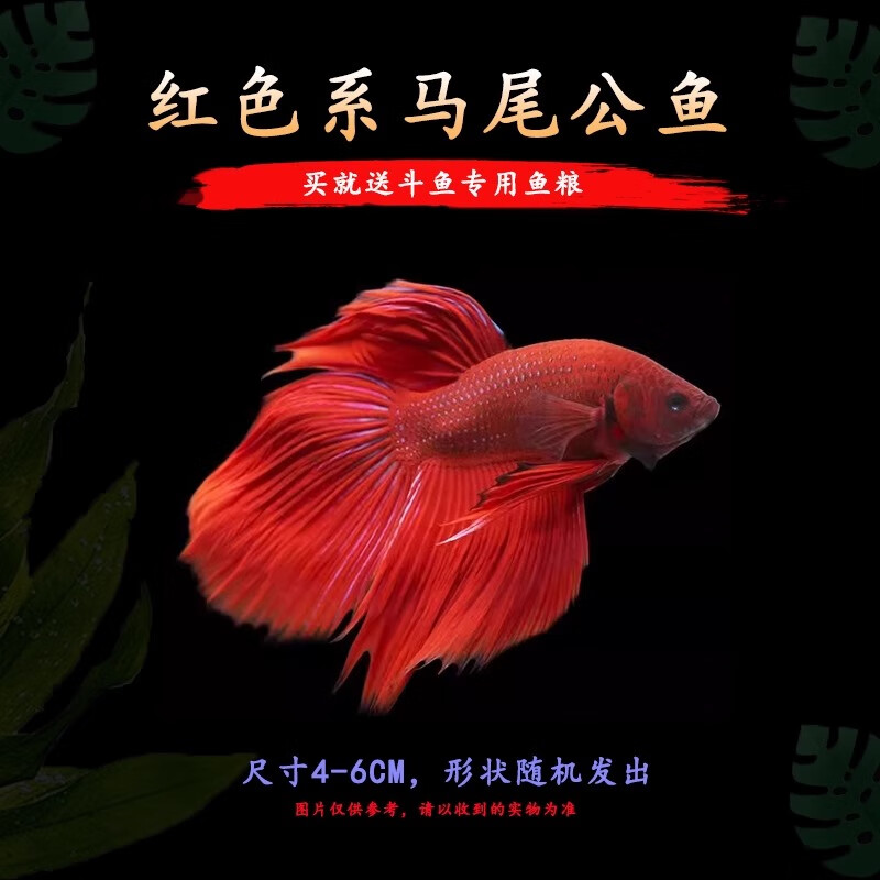 疯狂水草泰国斗鱼活体半月将军大耳观赏鱼淡水热带鱼水族箱冷水耐活