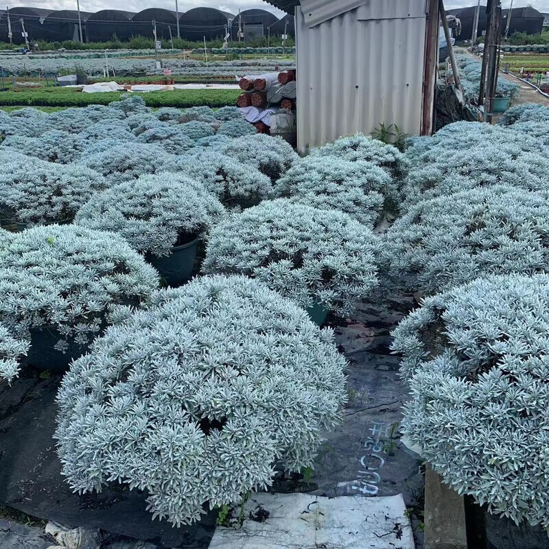 玉芙蓉菊雪香艾千年艾老人花绿植盆栽食用中草药植物耐寒适应性强 加仑盆 冠幅20cm 带盆栽好