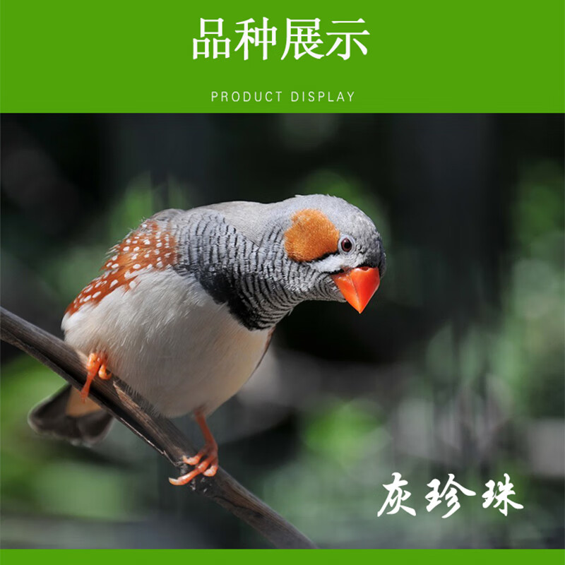 蝶贡珍珠鸟活体 观赏鸟灰白纹鸟活鸟珍珠鸟可以繁殖小型宠物可手养鸟