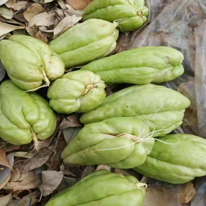 醉春木佛手瓜种苗种籽带芽扶手瓜四季苗秧龙须菜孑子种植秧苗瓜苗种瓜