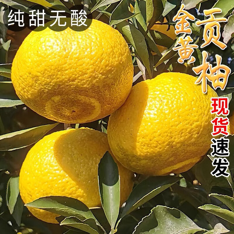 粒粒珍（LILIZHEN）湖南黄金贡柚新鲜水果10斤整箱春香柚当季葡萄柚子黄肉蜜柚5 5斤 现摘现发精品果子