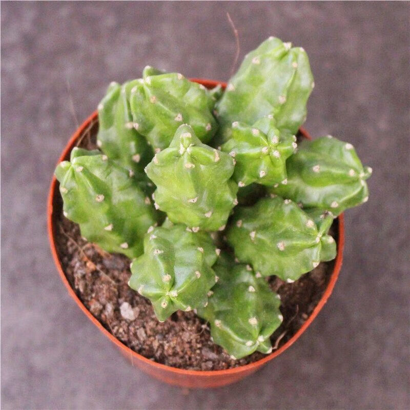 桃太郎仙人球 群生超大多肉植物小盆栽 多头开花绿植无刺室内花 8-10