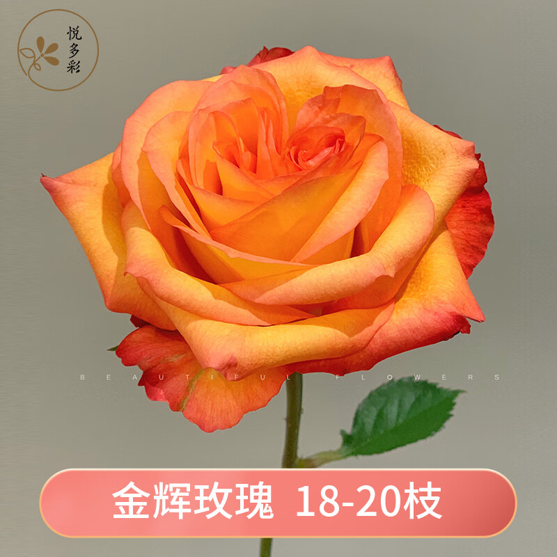 多款多色斗南鲜花 情人节生日礼物家用办公室水培鲜切花 金辉玫瑰18支