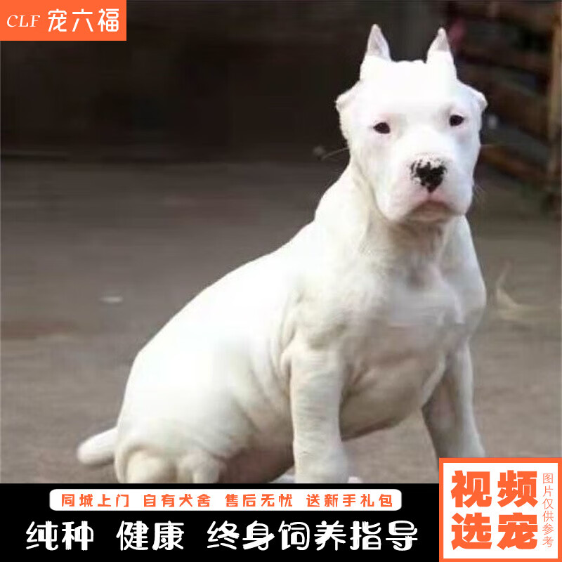 宠六福纯种杜高犬幼犬宠物狗狗活体小狗活物幼崽大型护卫巨型猛犬猎犬