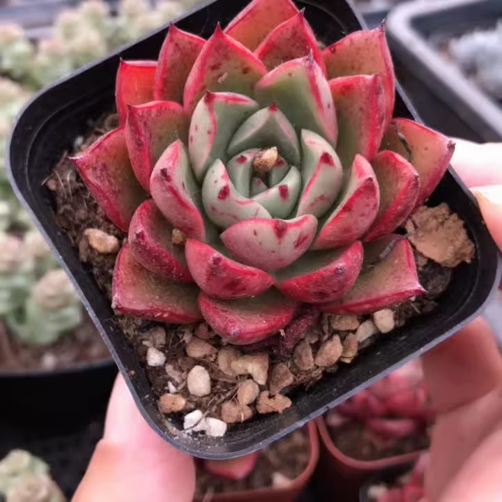 迎虞花苑新品贵货多肉植物迷你盆栽 斗牛士6厘米盆种好