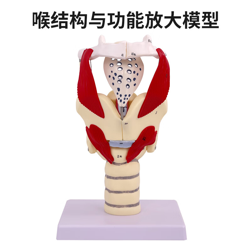 福交保健 人体结构与功能放大模型 喉腔解剖模型 咽喉模型 喉头解剖