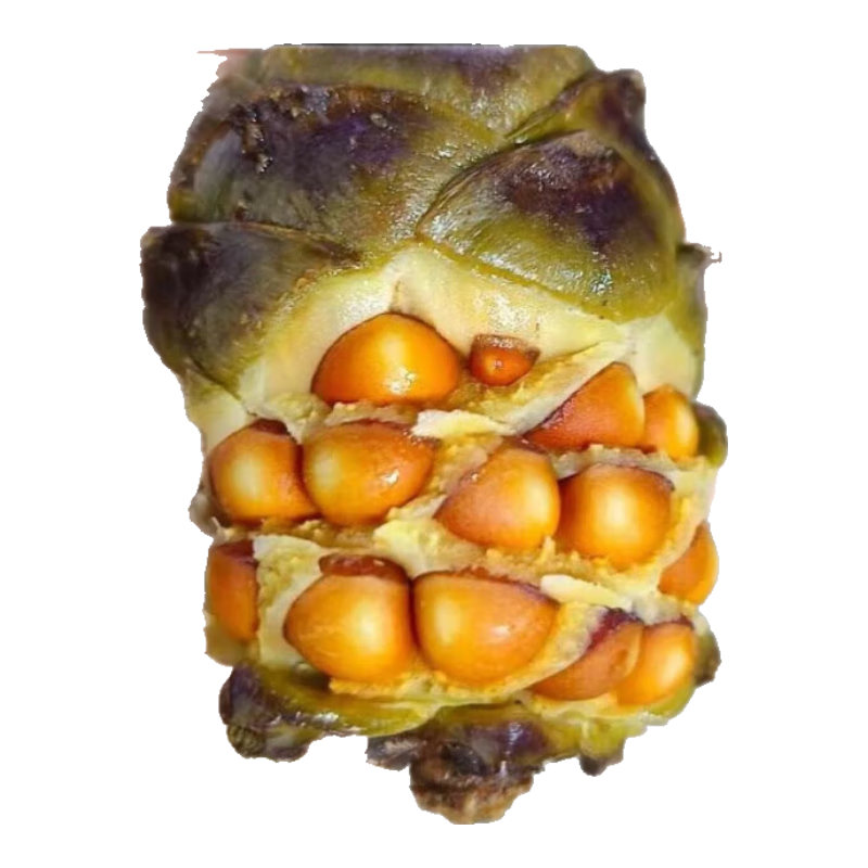 ����ɭ ������ ��ˮ������ ���˰�����β������ 250g