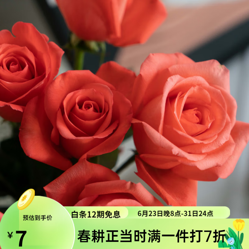 特大花带花苞花卉绿植物盆栽月季蔷薇室内外阳台四季 1影星(老桩苗,四