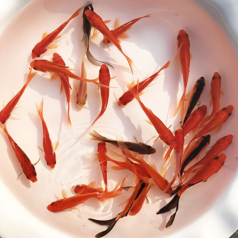 冷水淡水活体观赏鱼锦鲤鱼活鱼金鱼小型鱼好养耐活红鲫鱼花草金鱼 肉身5-7厘米16条送4条备损