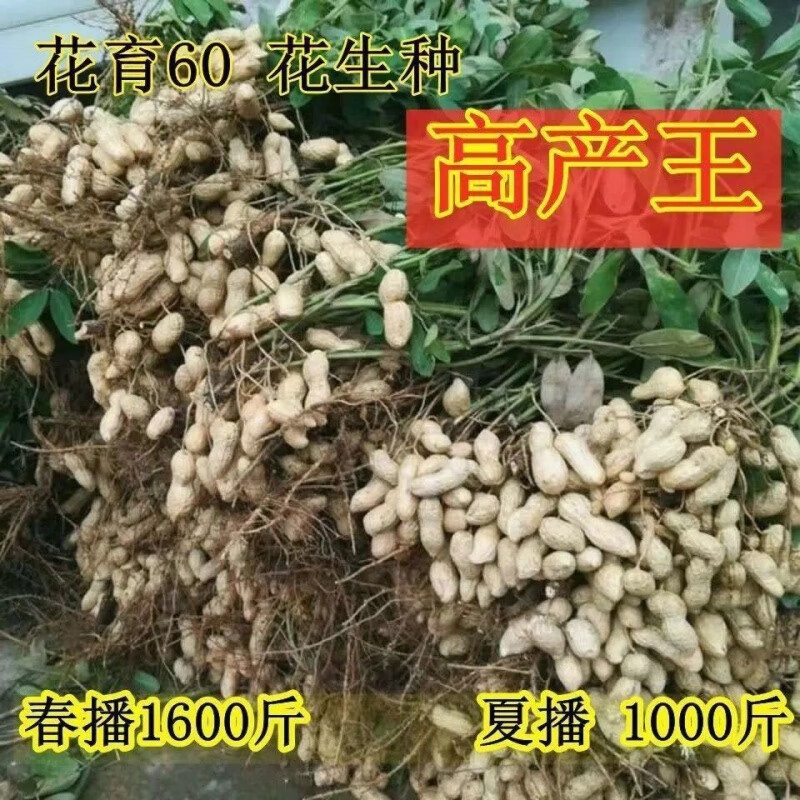 稳产花生种子花育60花生原种超稳产大果型千斤王一级种落花生种籽