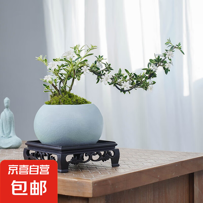 �����⡿���½������ѩ���մ���С�辰ֲ��칫������ֲ�����辰 ��������ѩ+������+������+̦޺