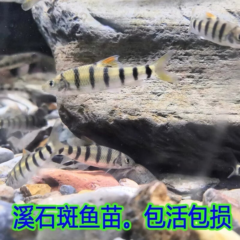 文枝好养冷水原生观赏鱼小型淡水溪流石斑鱼光唇鱼活体群游中底层包活 溪石斑5-7厘米10条包活8条