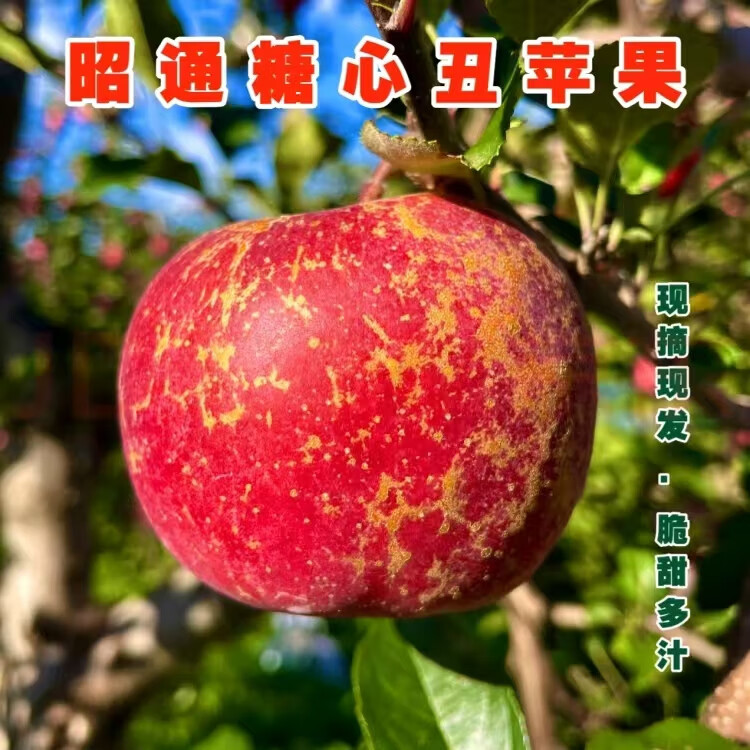云南昭通苹果脆甜爽口酸甜适度细腻无渣现摘现发昭通苹果 特大果85mm+ 昭通苹果9斤装有空格量已足