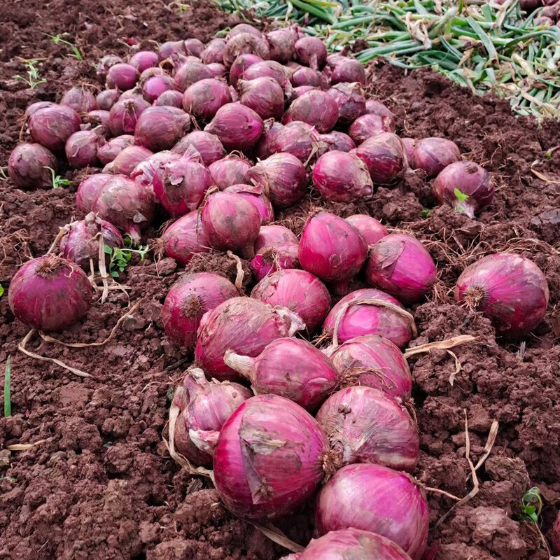 【仅需12.9】遇见悯农 现挖红皮洋葱 （带箱5斤装）
