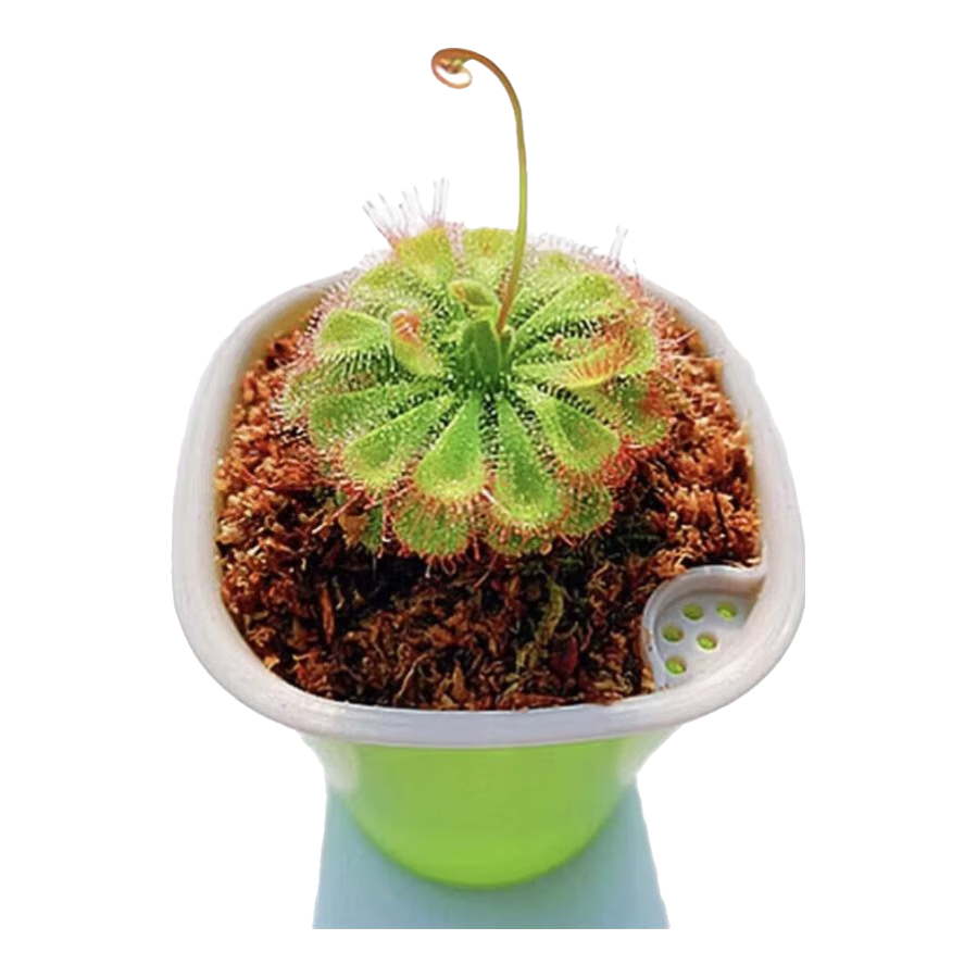 猪笼草盆栽植物花卉室内驱蚊草绿植阳台捕虫草食虫草吊兰好养活 猪笼草大盆约6-10个大笼子
