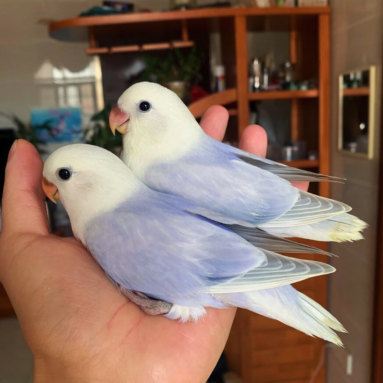 阳台玩家】特色牡丹鹦鹉中高端品种鹦鹉活物手养亲人独立幼鸟 紫伊莎