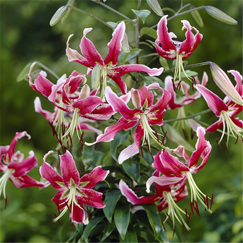 进口多年生香水百合花种球庭院百合盆栽地栽高杆丰花 黑美人球周长18