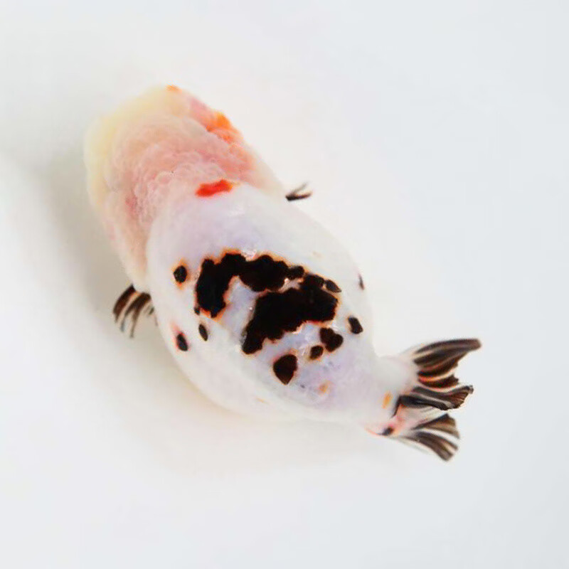 熊猫波妞玉兔精品幼苗冷水蓝寿麒麟潘氏小尾鱼苗 奶牛兰寿苗2-3cm5条