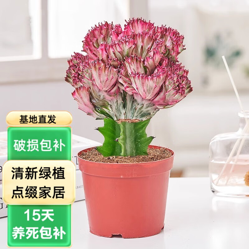 泰西丝玉麒麟花彩色盆栽仙人掌植物室内盆栽绿春峰绿植盆栽 彩麒麟