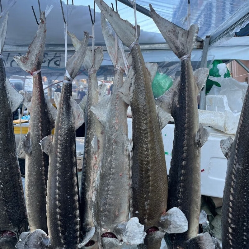 虎钢馋黑龙江抚远特产鲟鱼10斤顺丰速冻发货