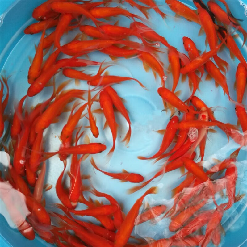 墨一红鲫鱼小金鱼红草金红鲤鱼淡水鱼锦鲤观赏冷水鱼活体饲料鱼小红草