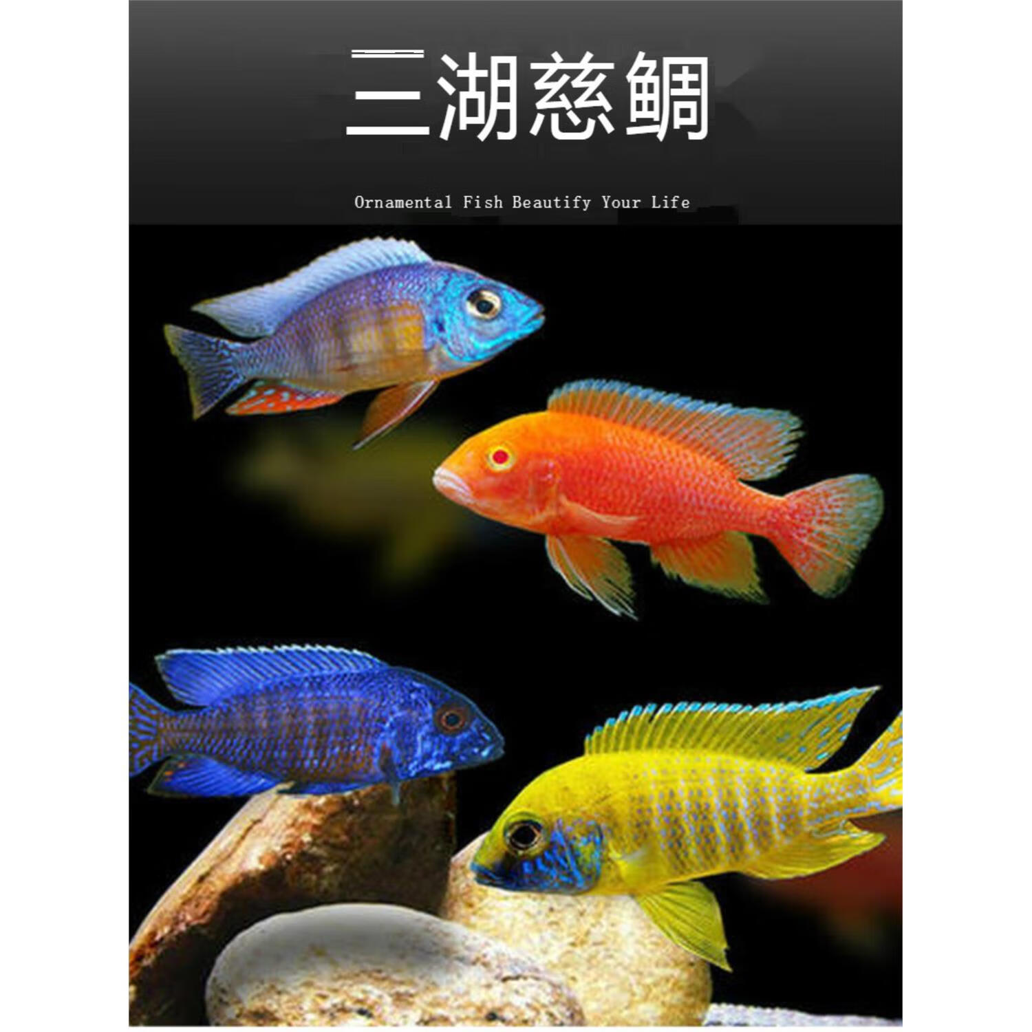 聪腾鲷科鱼活体三湖慈鲷马鲷杂鲷鱼热带淡水好养耐活练手鱼包活 3-4cm