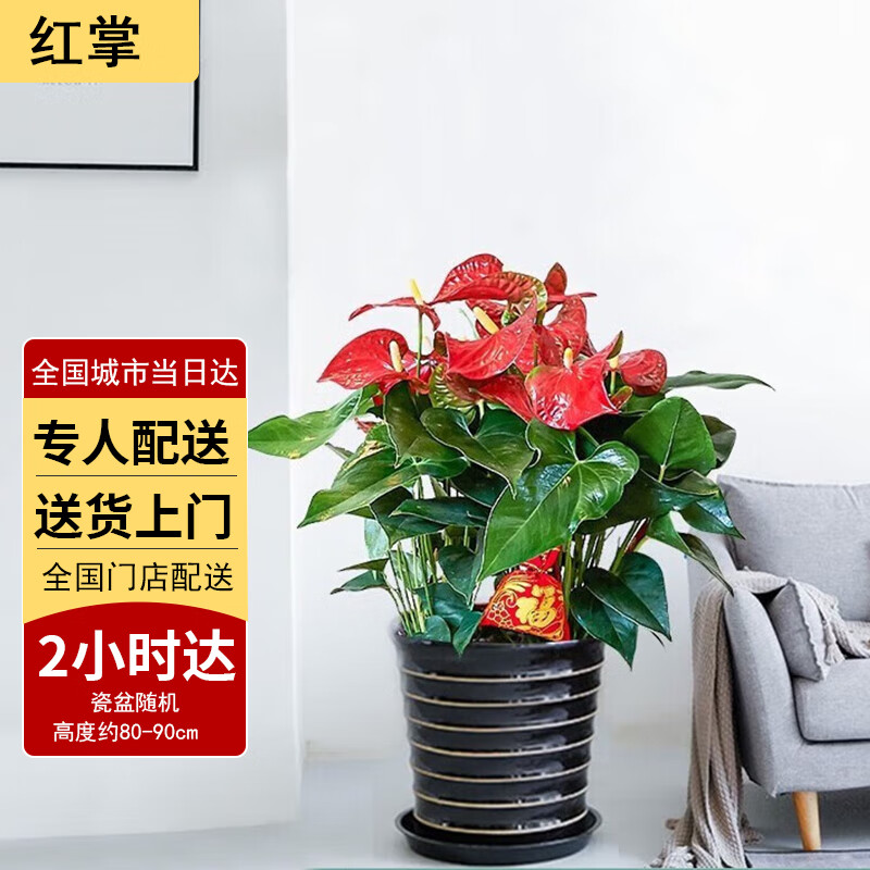 大型绿植历史价格怎么看|大型绿植价格历史