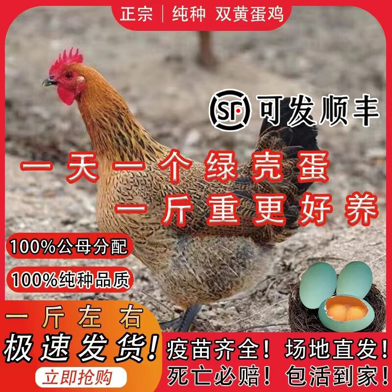 一斤雙黃蛋雞土雞活苗柴雞麻羽雞草雞脫溫苗半大雞青年下蛋活雞 綠殼雙黃蛋麻羽雞 每只0.8-1斤6只（5母1公）