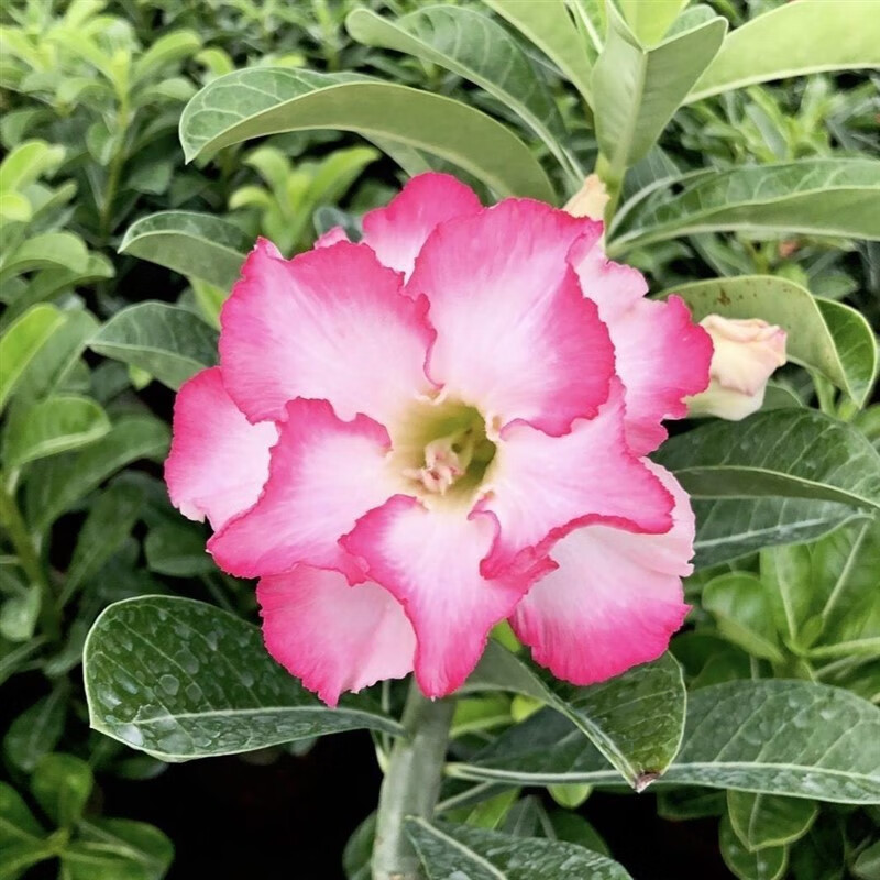 老桩四季开花好养室内阳台花卉绿植盆景多肉 沙漠玫瑰大乔(当年开花)