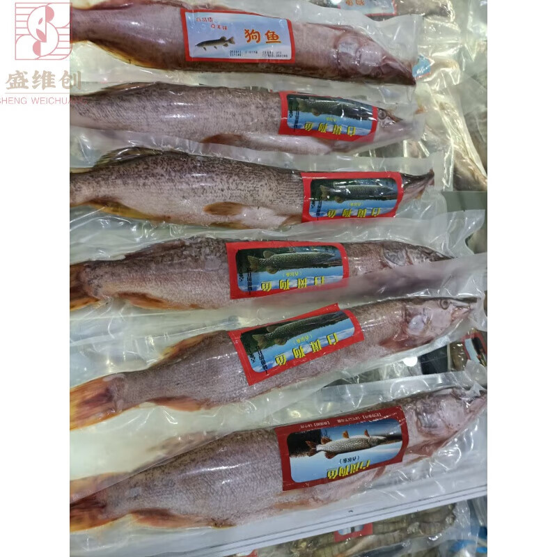 奢氧新疆海鲜新疆鱼新疆福海白斑狗鱼2公斤冷水鱼 3条共2200克 原味