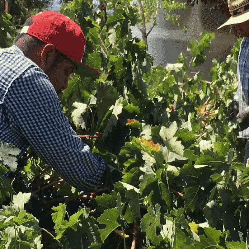 歌如诗【美国红酒大赛银奖】美国加州原瓶进口干红葡萄酒 750ml*6瓶仙粉黛礼盒装