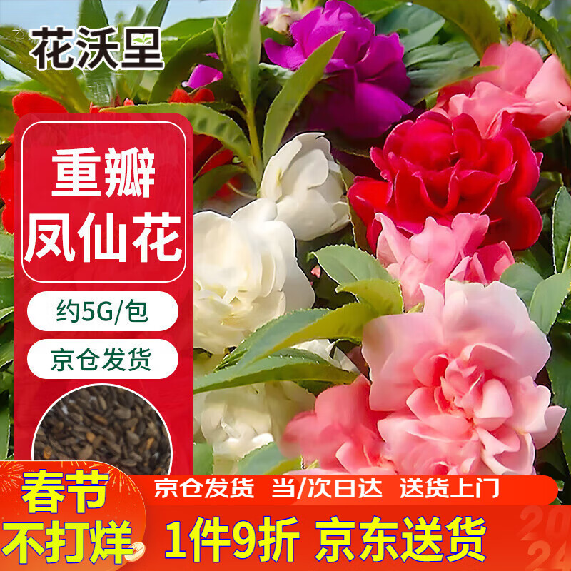 花沃里重瓣凤仙花种子5g/包 花卉种子家庭盆栽土阳台种菜办公