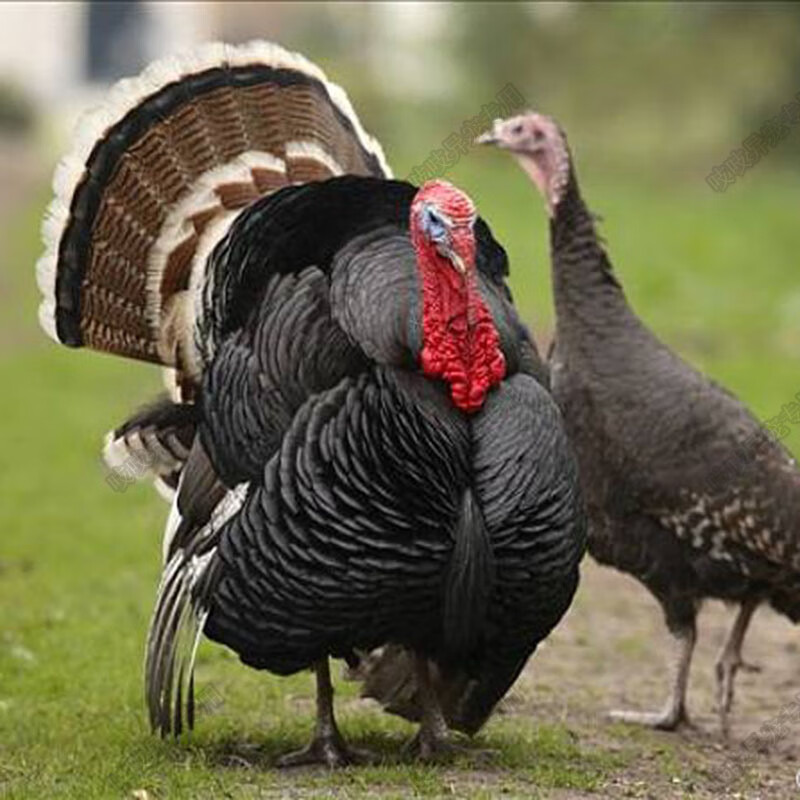 巨型火鸡苗青铜火鸡半斤尼古拉贝蒂娜火鸡苗半大脱温火鸡包活到家