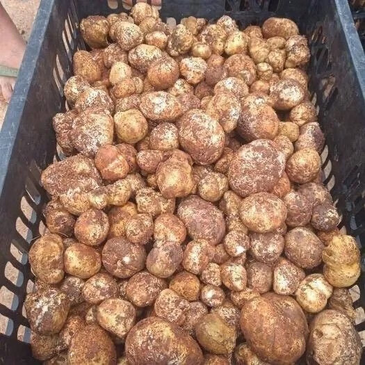 觅凉都野生新鲜石头菇马勃马皮包蘑菇食用鲜嫩菌菇鲜活便宜散装夏季土