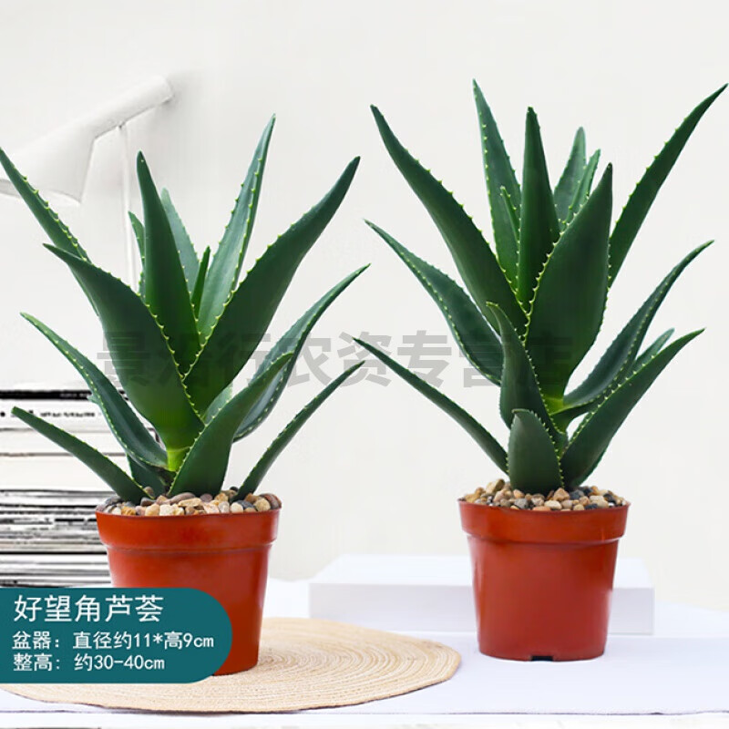 盆栽可食用室内植物办公室桌面好养易活绿植盆栽 110原盆美人芦荟2盆