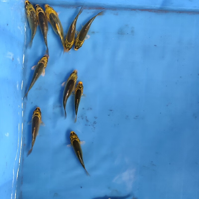 麦基乐金松叶锦鲤鱼纯种活体观赏鱼风水鱼淡水鱼冷水鱼红白三色 金松5