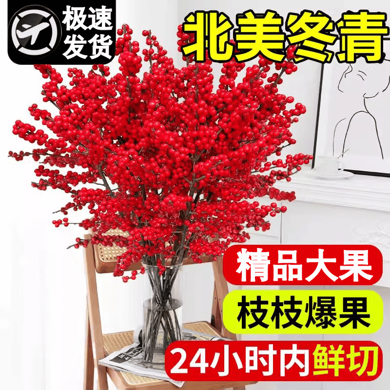京厽北美冬青红果真花水培东青新年盆栽室内鲜切银柳鲜枝年宵花卉水养 5A级红果冬青30cm/2支送新年 裸根不带土
