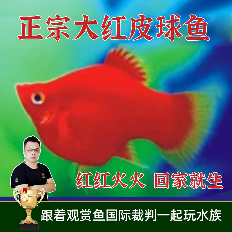 云峰海瑞觀賞魚小型熱帶魚純種紅皮球紅太陽球小型瑪麗球 紅皮球魚5條(2-3 cm)