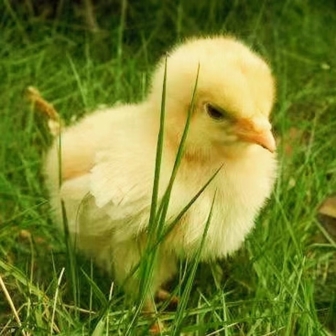 小鸡活体家养观赏小黄鸡网红萌宠活体幼崽迷你鸡包活 精品宠物小鸡1只