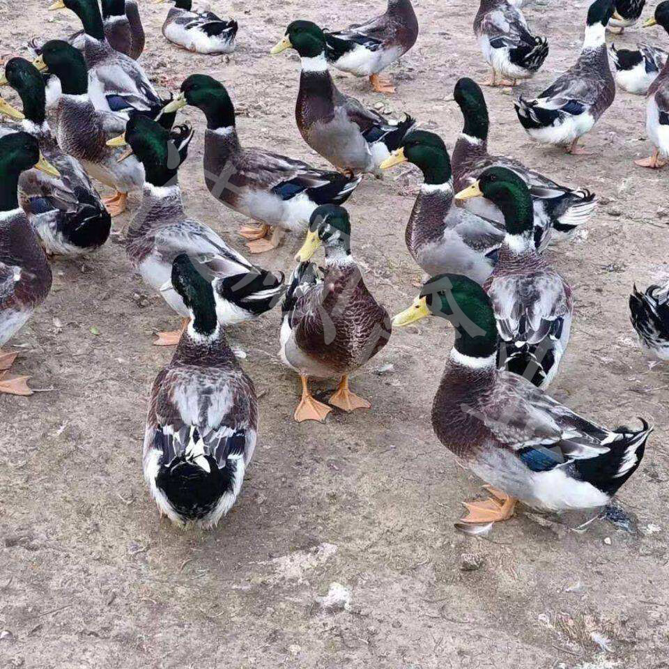 鸭苗鸭子活苗小鸭活苗绿头鸭大种麻鸭苗旱鸭双 绿头鸭苗20赠10只路损