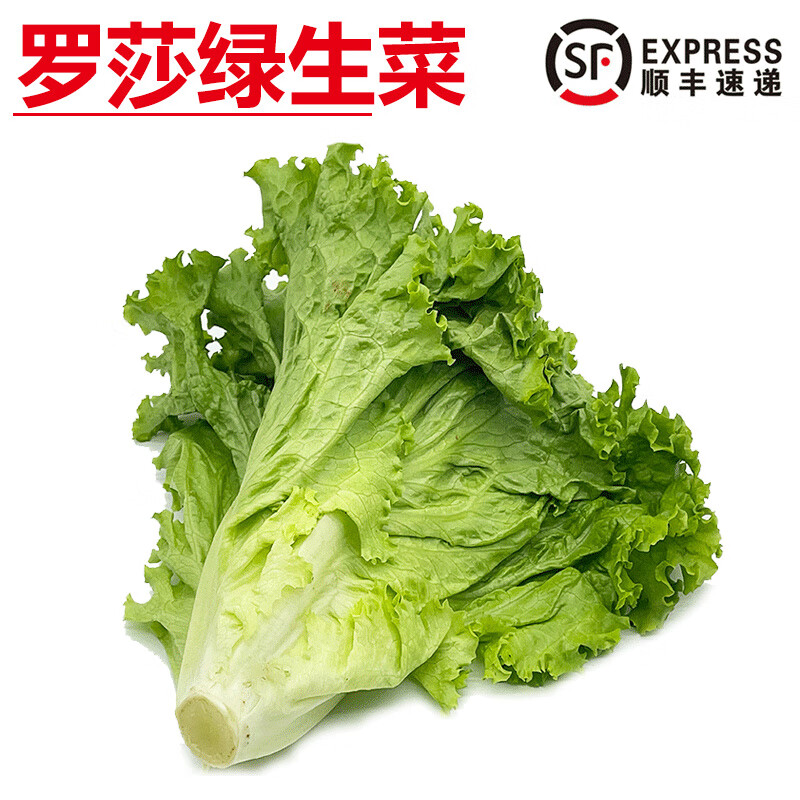 旷古农业 顺丰 罗莎绿生菜 绿萝莎 绿毛花边生菜 新鲜蔬菜 250g