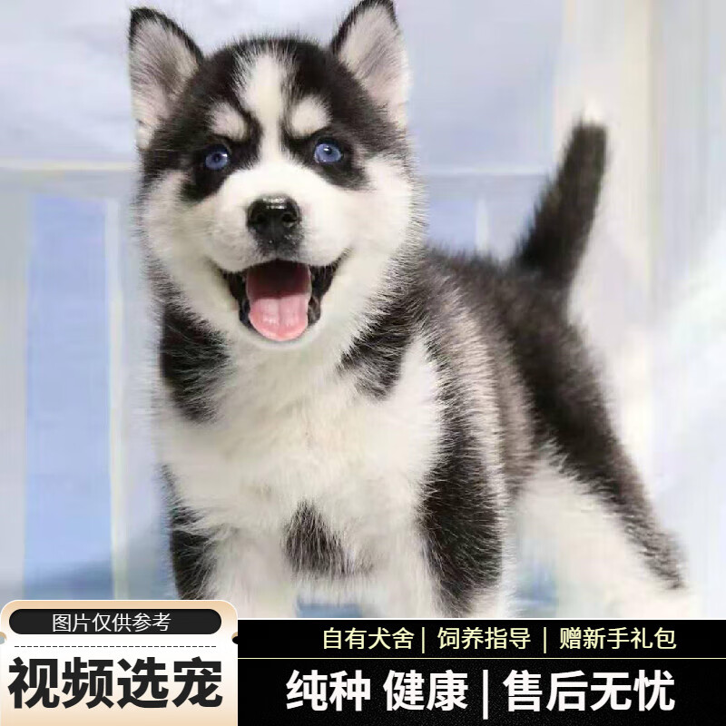 宠六福哈士奇幼犬纯种二哈宠物狗狗活体小狗活物幼崽 宠物级 公