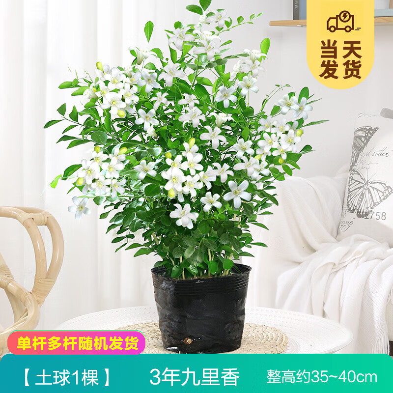 开时果 多杆九里香盆栽当年开花 植物室内四季花卉绿植盆景源头直发