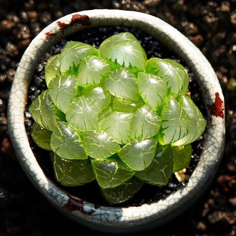 新手套餐肉肉植物办公室内花卉绿植盆栽季节不同 姬玉露【含盆土】