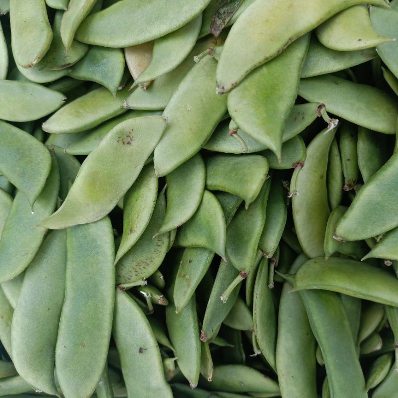 隽颜堂温州农家种白芸豆荚洋扁豆崇明白扁豆本地新鲜蔬菜带壳发货 2