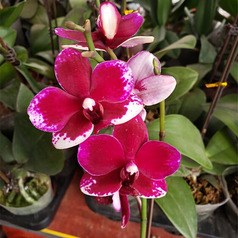 室观花植物阳台绿植花卉花苗四季栽种年宵花卉 火龙【带花苞花发货】