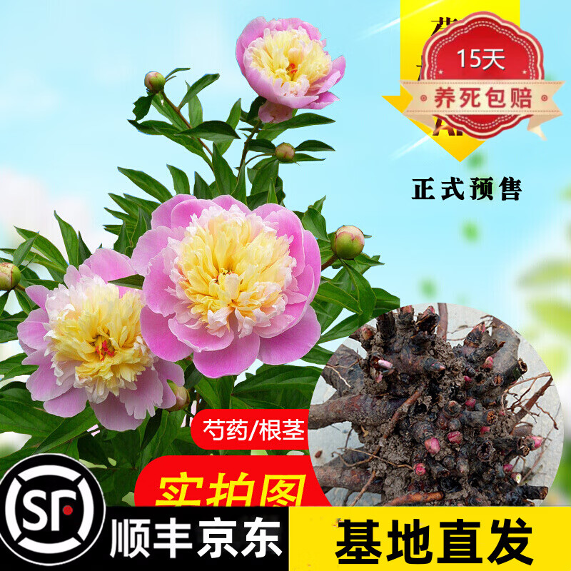 百合花种球带芽 郁金香 风信子 大丽花 唐菖蒲 芍药花 水仙花 香雪兰 朱顶红 种球 根茎 芍药花种根 / 混色(5个芽以上) 3 棵