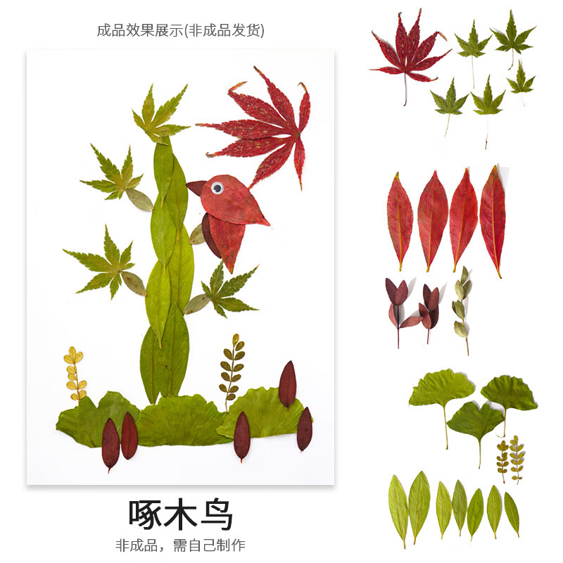 手工贴画 幼儿园学生儿童diy材料创意干树叶天然植物标本 啄木鸟(压花
